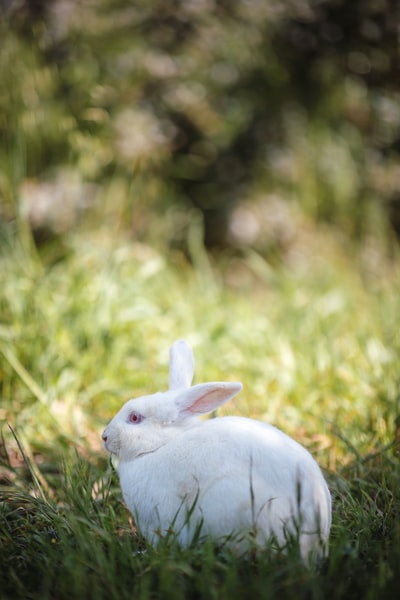 The white rabbit
